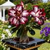 Vnuhgzs Rosa del Deserto Rara/Rosa del Deserto Resistente al Freddo/Ottima Balcone-1 PCS-G