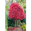 Vivaio di Castelletto Acero rosso giapponese Acero palmatum Skeeter's Broom pianta in vaso ø20 cm h 80/100 cm Vivaio di Castelletto