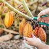 Generic cacao - Theobroma cacao - resistenti in vaso rialzata giardino sul balcone rampicanti in vaso biologico, varietà antiche 80semi