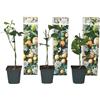 Plant in a Box - Set di 3 Passiflora Edulis - Frutto della Passione - Rampicante - Vaso 9cm - Altezza 25-40cm