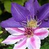 ClematisOnline 2 Clematis: The President & Nelly Moser - Blu/Rosa & Winterhart