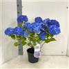 Vivaio di Castelletto Ortensia blu Hydrangea macrophylla Renate Steiniger pianta in vaso ø19 cm Vivaio di Castelletto