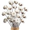 Minnhua 20 Pezzi Fiori Secchi Decorativi Bianca Fiori di Cotone Secco Naturale 20PCS Testa di Fiore Essiccata in Cotone Fiori Artificiali Cotone Naturale per Decorazioni Vasi e Casa di Matrimonio 58cm