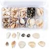 Culinavog Conchiglie Naturali da Spiaggia, Decorazioni per Matrimoni, Conchiglie Marine Bianche per Artigianato, Artigianato A Tema Oceano, Decorazioni per Festa, Casa, Cucina (1 Scatola, Multicolore)