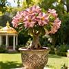 Vnuhgzs Rosa del Deserto Rara/Rosa del Deserto Resistente al Freddo/Ottima Balcone-1 PCS-F