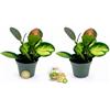 POWERS TO FLOWERS - HOYA TRICOLOR LIZA MINI, 2 PIANTE, IDEALE PER TERRARIUM, pianta vera