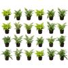 vdvelde.com vdvelde - 24 Felci Resistenti per Giardino - Mix di 3 Diverse Felci da Esterno - Piante Perenni per Ombra e Mezz'ombra, Aiuole e Bordi Laghetto - Vaso P9 - Circa 15 cm