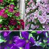 ClematisOnline Clematis - Set di 3 piante: 3 piante/2 pagamenti - Fiori: rosso (Rouge Cardinal), rosa/bianco (Piilu) e blu (Jackmanii) | perenne e resistente all'inverno | 3 x vasi da 1,5 litri