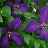 ClematisOnline Clematide Polish spirit (Pianta rampicante) - Vaso 1,5 litro - Clematis - Pianta adulta - Resistenza al freddo: Ottima) - Pergola, Balconi e terrazze | ClematisOnline