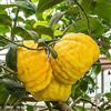 Generico CITRUS LEMON CEDRO POMPIA -10 SEMI FRESCHI