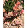 Vivaio di Castelletto Rosa Kordes Rosen Cubana pianta di rose tappezzante in vaso ø19 cm FOTO REALE Vivaio di Castelletto