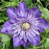 ClematisOnline Clematide Multi Blue - Vaso 1,5 litro (Pianta Rampicante - Clematis - Pianta Adulta - Resistenza al Freddo: Ottima) - Muri e Recinzioni, Pergola, Balconi e Terrazze | ClematisOnline
