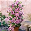 ClematisOnline Clematide Piilu (per Muri e Recinzioni, Pergola, Patio, Balconi e Terrazze) - Vaso 1,5 litro (Pianta Rampicante - Clematis Rosa - Pianta Adulta) | ClematisOnline