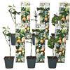 Plant in a Box - Set di 6 Passiflora Edulis - Frutto della Passione - Rampicante - Vaso 9cm - Altezza 25-40cm