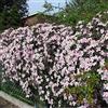 ClematisOnline 2 x Clematis Montana Rubens - Set di 2 piante rampicanti Clematis, rosa - piante rampicanti pluriennali fiorite/micrati e durature invernali - 2 vasi da 1,5 litri