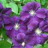 ClematisOnline Clematis Etoile Violette (per balcone e patio) - Vaso 1,5 litro (Pianta rampicante - Resistenza al freddo - Clematis - Pianta adulta)