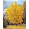 Vivaio di Castelletto Ginkgo biloba pianta in vaso ø26 cm h. 130/160 cm Vivaio di Castelletto