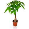 GARDENARIA Pachira aquatica, Pianta da Interno, 60-70 cm | Pianta vera, Sempreverde, Vaso da 17 cm, Facile da curare