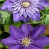 ClematisOnline Clematis - Set di piante rampicanti (2): Clematis The President & Clematis Multi Blue - Blu & Inverno - Vaso da 1,5 litri | ClematisOnline per piante rampicanti e fiori