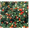 Generic 1 PIANTA DI SOLANUM PSEUDOCAPSICUM CILIEGIA DI GERUSALEMME VASO 12CM Perenni