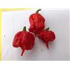 GHINO DI TACCO SEMI PEPERONCINI CAROLINA REAPER HP22B + IN OMAGGIO 10 SEMI AJI AMARILLO + GUIDA ALLA COLTIVAZIONE