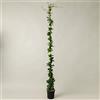 Plantì GELSOMINO RINCOSPERMUN in vaso da 19cm ed altezza 180cm. Piante da giardino Gelsomino rampicante, piante da esterno vere e piante rampicanti da esterno. 6 mesi di concimazione con Plantì.