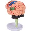 Zjythocyber Modello anatomico 4D del cervello assemblato, modello del cervello umano, modello di cervello in vinile a struttura chiara con base e guida di montaggio per lo studio e