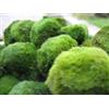 Apollo Marimo Supply 5 grandi sfere di muschio Marimo (circa 5,1 cm). Per acquario con piante acquatiche per gamberetti o pesciolini, 8/15 anni, per decorazione ornamento di cristallo o gamberetti rosso ciliegia. Diffusore CO2 felce, alghe giapponesi, …
