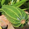 NONE 15 SEMI- ZUCCHINO " Lungo Fiorentino"