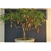 DWARF/ bonsai Tamarindo (Dwarf Tamarindus indica) -5 semi freschi da piantare
