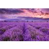 NONE 50 semi di LAVANDA VERA DI PROVENZA (lavandula officinalis)- semi freschi