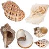Cabilock 6 pezzi ornamenti per acquario, grande alloggiamento per granchi eremita, per acquario, casa di lumaca, decorazione naturale per lumache, accessorio per decorazione dell'acquario