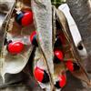 Generic piselli del rosario - resistenti esterno in vaso pisello del rosario ver pendenti esotiche per aiuole rialzate e balconi giardino, rampicanti, decorazioni 60semi