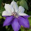ClematisOnline 2 Clematis: The President & Miss Bateman - bianco/blu e resistente all'inverno