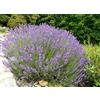 Generico 1 PIANTA DI LAVANDULA ANGUSTIFOLIA LAVANDA VERA IN VASO 14CM profumata anti insetti