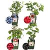 Plants by Frank | Paradiso dei frutti BIO Set di piante da frutto di 4 diverse varietà | 100% Coltivate biologiche | Frutta | Frutta | Piante | Piante da giardino