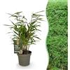 Plantenboetiek.nl Bambù - Fargesia Rufa - Sempreverde - Non invasivo - Verde - 12 piante - 25-35cm - Ø14cm - Pianta da giardino