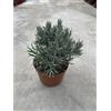 MondoPiante Pianta Lavanda Angustifolia, Vaso 14cm
