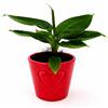 POWERS TO FLOWERS - BANANO, MINI PIANTA DEL BANANO IN VASO CERAMICA CUORI, pianta vera
