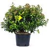 Plantì VIBURNUM TINUS Lentaggine. Arbusto rustico pianta decorativa sempreverde da esterno, vaso 24cm. Piante vere da esterno per giardino e terrazzo. 6 mesi di concimazione con sistema Plantì