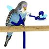 Dnoifne Budgerigar - Pettorina e guinzaglio per pappagalli, design regolabile per addestramento, anti-morso, in corda di nylon con ala carina, per pappagallini e uccelli delle stesse dimensioni (S, blu)