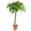 GARDENARIA Pachira aquatica Pianta Vera da Interno, 115-125 cm | Pianta sempreverde, Vaso da 24 cm, Facile da curare