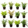 vdvelde.com vdvelde - Felci Resistenti per Giardino - Mix di 12 Diverse Felci da Esterno - Piante Perenni per Ombra e Mezz'ombra, Aiuole e Bordi Laghetto - Vaso P9 - Circa 15 cm