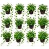 vdvelde.com vdvelde - Piante di Edera Mix - 12 Varietà di Hedera - Resistenti al Freddo, Sempreverdi e Perenni - Piante Rampicanti e Tappezzanti per Giardino, Muri e Zone Ombreggiate - Vaso P9-25-40 cm
