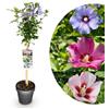 Generico My Green Help - Hibiscus syriacus Tricolour ad Alberello, Ibisco Tricolore, 1 Pianta in Vaso Ø19 cm, Altezza 90 cm, per Esterno, Balcone e Giardino, Fioritura Estiva-Autunnale