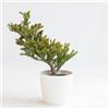 le Georgiche Vivai le Georgiche - Pianta vera di Abies koreana Silberlocke A. koreana 'Silver Curls', A. koreana 'Horstmann' Abete coreano 'Silberlocke' - vaso Ø 19 cm - altezza alla vendita 20-30 cm