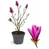 POWERS TO FLOWERS - MAGNOLIA A FIORE FUCSIA SUSAN, VASO 20CM DIAMETRO, pianta vera
