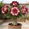 BUUYOSE Tuberi rari di rosa del deserto, Rizomi succulenti, Perenne Bassa Manutenzione, Piantagione all'aperto in pieno sole, Splendida Esposizione di Bonsai-1 tubero-g