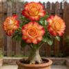 BUUYOSE Tuberi rari di rosa del deserto, Rizomi succulenti, Perenne Bassa Manutenzione, Piantagione all'aperto in pieno sole, Splendida Esposizione di Bonsai-2 tuberi-h