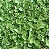 le Georgiche Dichondra Repens (Semente prato) [100 gr]